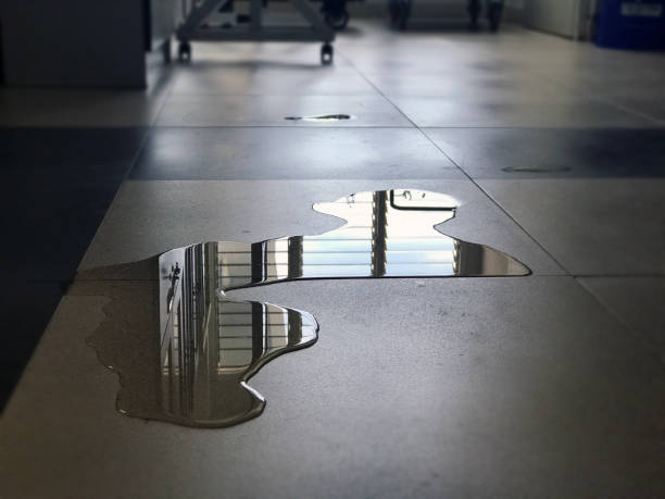 Best Professional water damage repair  in Algonquin, IL